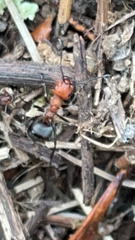 Formica integra
