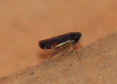 Planicephalus