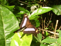 Adelpha iphicleola iphicleola