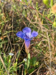 Gentianopsis