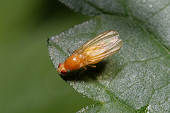 Diptera