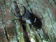 Dorcus rubrofemoratus yamadai