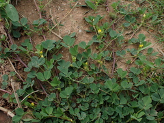 Medicago polymorpha