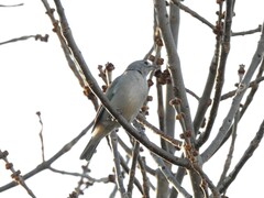 Thraupis sayaca