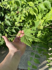 Ampelopsis