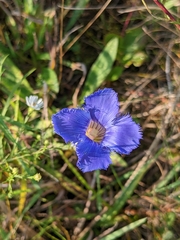 Gentianopsis