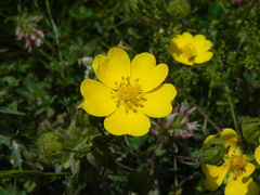 Potentilla pedata