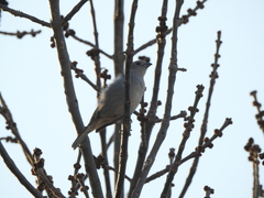 Thraupis sayaca