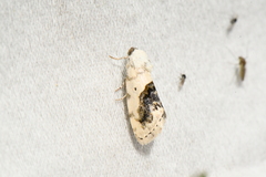Ponometia erastrioides