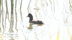 Fulica atra