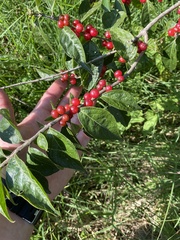 Lonicera