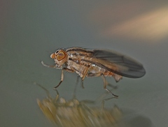 Peplomyza discoidea