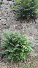 Ailanthus altissima