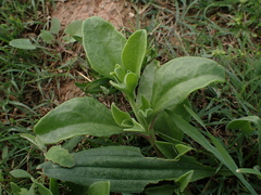 Mesembryanthemum aitonis