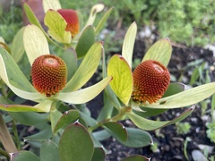 Leucadendron discolor × gandogeri