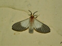 Anapisa melaleuca