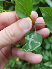 Phytomyza loewii