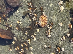 Testudinalia testudinalis