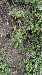 Ambrosia artemisiifolia