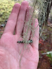 Usnea dasopoga
