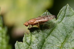 Opomyza