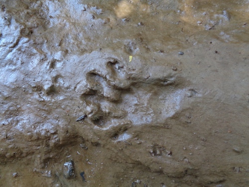 African Clawless Otter