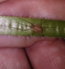 Paroligolophus agrestis