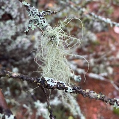 Usnea dasopoga