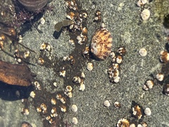 Testudinalia testudinalis