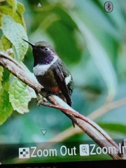 Philodice mitchellii