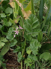 Erodium moschatum