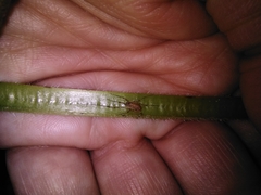 Paroligolophus agrestis