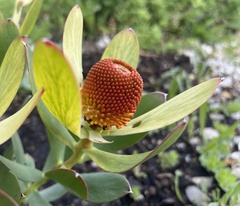 Leucadendron discolor × gandogeri