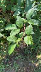 Rubus pensilvanicus