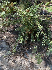 Cotoneaster divaricatus