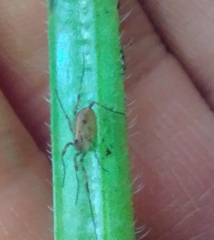 Paroligolophus agrestis