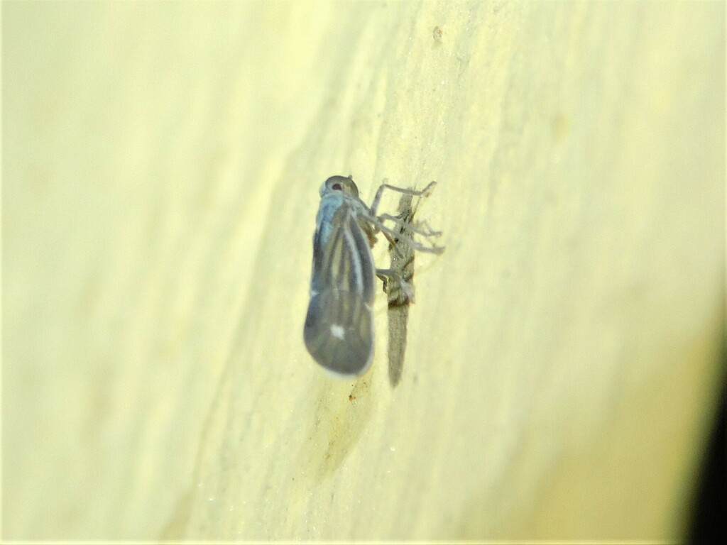 Nisia albinotata