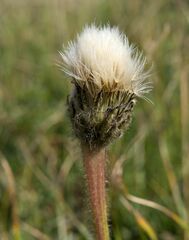 Hypochaeris uniflora