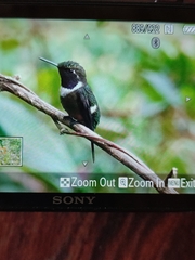 Philodice mitchellii