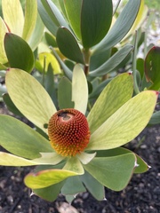 Leucadendron discolor × gandogeri