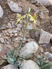 Albuca concordiana