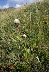 Hypochaeris uniflora