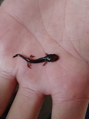 Plethodontidae