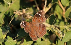 Junonia natalica natalica