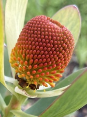 Leucadendron discolor × gandogeri