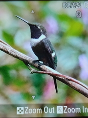 Philodice mitchellii