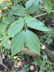Philadelphus coronarius
