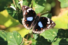 Junonia oenone oenone