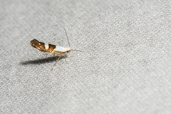 Argyresthia oreasella
