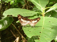 Adelpha iphicleola iphicleola